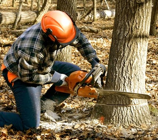 Tree Removal in Leggett, TX